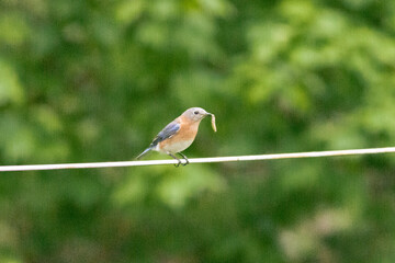 bird with worm