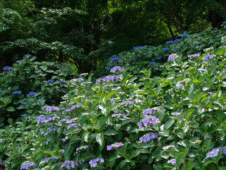 紫陽花