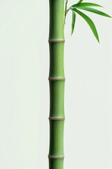 Obraz premium Close-up view of a green bamboo stalk with segmented joints and a few slender green leaves on a pale background