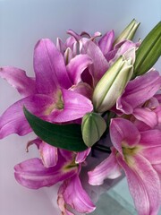 pink lily floral photography soft tones natural beauty blooming flower botanical detail pastel colors gentle light nature lovers elegant petals serene composition close-up bloom still life floral art