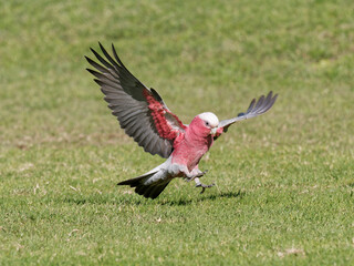 Galah (Eolophus roseicapilla) coming in to land on green grass field with wings spread and feet out.