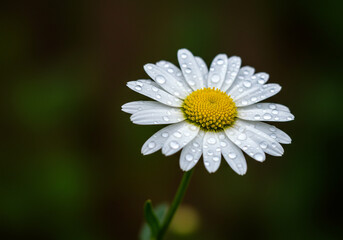 Fototapeta premium Daisy with Water Droplets Close-up in Dark Green Garden Setting