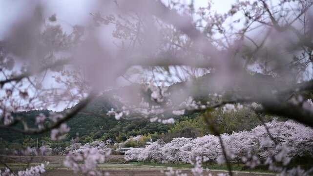 桜咲く安土を走る223系新快速 （東海道本線 安土 - 能登川, 2025年4月）
