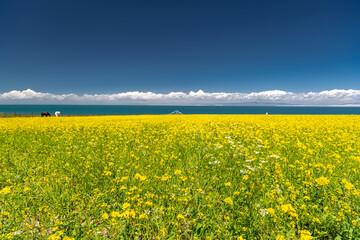 Qinghai - Tibet Plateau scenery. Qinghai Lake and Qinghai Prairie blooming with canola