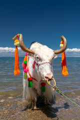 White Yak beside Qinghai Lake, the biggest lake of China