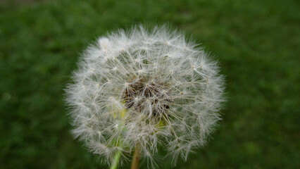 A Natural pattern of Dandelion can be seen in the nature