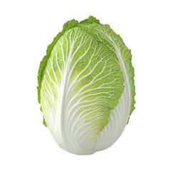 Fototapeta premium a single head of elongated cabbage is centered against a stark black background