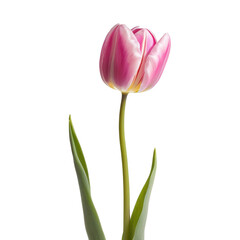 Naklejka premium Delicate Pink and White Tulip Flower Isolated on Dark Background