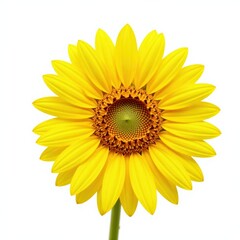 Fototapeta premium Bright yellow sunflower against white background, background, sunflowers, bloom