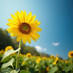 Obraz premium Bright yellow sunflower wearing trendy shades , flowers, still life, sunflowers