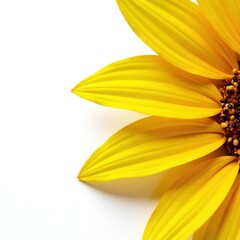 Obraz premium close-up of individual sunflower petals on a white background, close-up, floral detail, white background