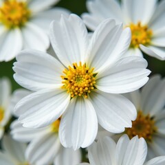 Obraz premium Individual white petals of gypsophila revealed in macro photography, macro, gypsophila, flower