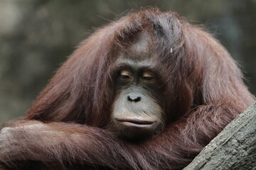 looks like an orangutan sleeping cute