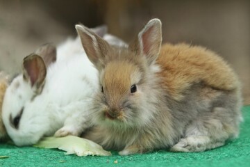 It looks like the bunnies are eating vegetables