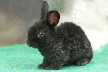 side view of black bunny sitting quietly