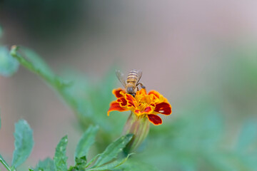 A honeybee infested with mites. A large number of mites (Varroa destructor) on its back.