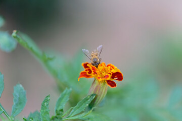 A honeybee infested with mites. A large number of mites (Varroa destructor) on its back.