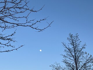 moon and tree