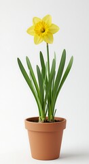 Fototapeta premium Daffodils sunny greeting in terracotta pot