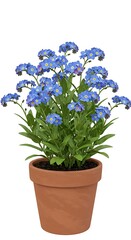 Naklejka premium Forgetmenots blossom in terracotta pot