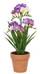 Freesia elegance blossoms emerge from terracotta pot