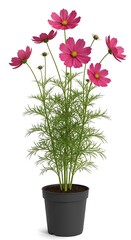 Fototapeta premium Pink Cosmos blooms in a black pot