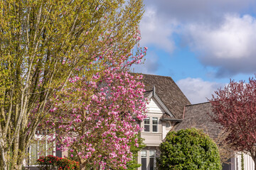 Two story stucco luxury house with nice spring blossom landscape in Vancouver, Canada, North...