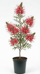 Potted Grevillea blooms vibrant red