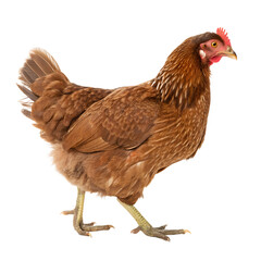 Fototapeta premium Full body of brown chicken hen standing isolated on transparent background