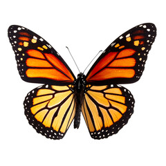 Fototapeta premium Majestic Monarch Butterfly