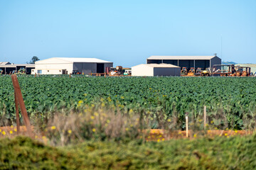 Large-scale vegetable farm in rural Australia with green crops and machinery sheds and tractors in the background. Concept of agricultural production, rural industry, and farm infrastructure. © Doublelee