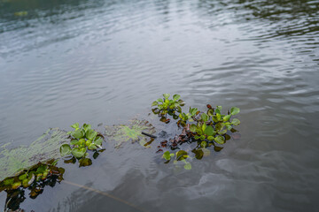 Water Plants Drifting in the Calm Waters of El Oconal Lagoon