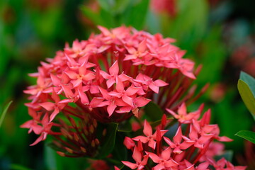 Ixora coccinea originates from the wet tropical biome which is spread from western and southern India, Sri Lanka, Bangladesh to Indo-China.