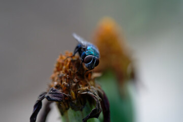 Blue bottle fly, Compound eyes insect, nature, macro, close up, fly, bug, pest, summer, wildlife, closeup, small, wings, close-up, garden, spring, wild, detail