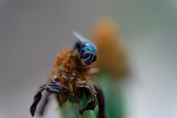 Blue bottle fly on the withered flower (macro)