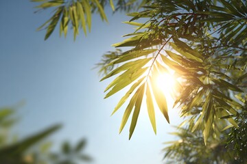 Sunlight Filtering Through Green Leaves Nature Scene Outdoor Environment Bright Daylight