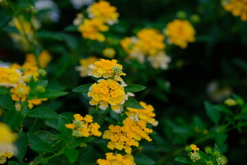 Lantana camara (common lantana) is a species of flowering plant in the verbena family (Verbenaceae), native to tropical America. Blurred image.