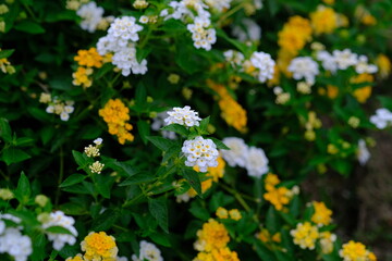 Lantana camara (common lantana) is a species of flowering plant in the verbena family (Verbenaceae), native to tropical America. Blurred image.