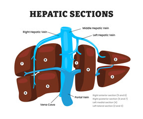 Hepatic Sections or hepatic regions or liver segments, educational medical poster design healthcare scheme, human liver internal organs. Labeled hepatic veins, liver divides into eight segments.
