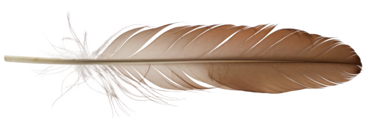 brown feather isolated on white background.