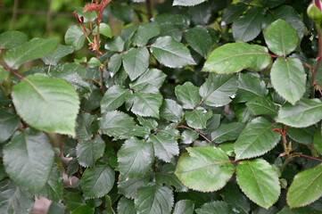 バラの葉「グランデアモーレ」