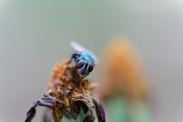 Blue bottle fly on the withered flower (macro)