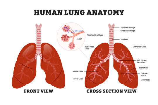 Human lung anatomy structure diagram with front and cross section view, educational medical poster design healthcare scheme, human lung internal organs. Labeled alveoli, trachea, thyroid, lobes.