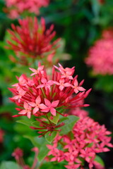 Ixora coccinea originates from the wet tropical biome which is spread from western and southern India, Sri Lanka, Bangladesh to Indo-China.