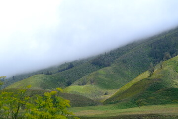 Obraz premium green hills covered with green grass. fog on the hilltop. Lembah Watangan Bromo.