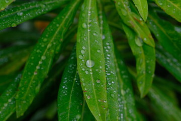 Walangan, Walangi, walang sangit plant, Javanese coriander or walang sangit leaves or Eryngium foetidum is a species of tropical perennial plant in the Apiaceae family. green leaf with sparkling dew.