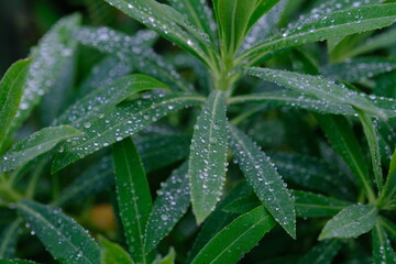 Walangan, Walangi, walang sangit plant, Javanese coriander or walang sangit leaves or Eryngium foetidum is a species of tropical perennial plant in the Apiaceae family. green leaf with sparkling dew