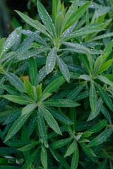 Walangan, Walangi, walang sangit plant, Javanese coriander or walang sangit leaves or Eryngium foetidum is a species of tropical perennial plant in the Apiaceae family. green leaf with sparkling dew.