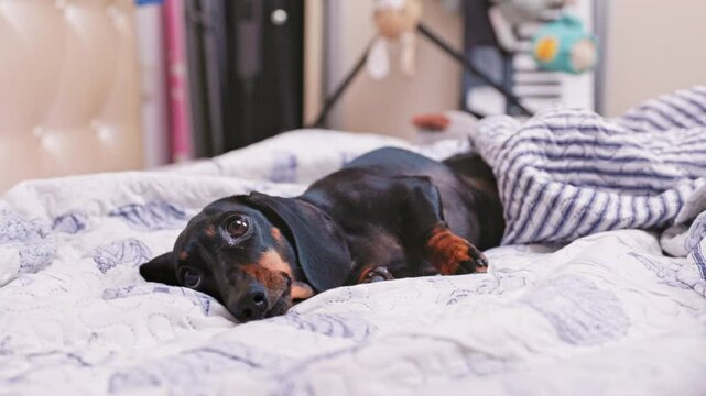  A black and tan dachshund lies on a white and gray patterned bed partially covered with a striped blanket in a cozy bedroom with soft lighting