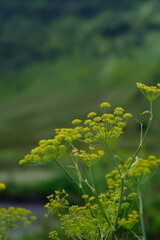 dill is anethum graveolens. dill flower in the wild. blurred image.